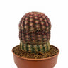 Echinocereus Rigidissimus Ssp. Rubispinus Cactus Y Suculentas M8,5 Ø