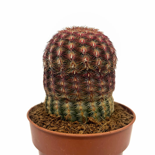 Echinocereus Rigidissimus Ssp. Rubispinus Cactus Y Suculentas M8,5 Ø
