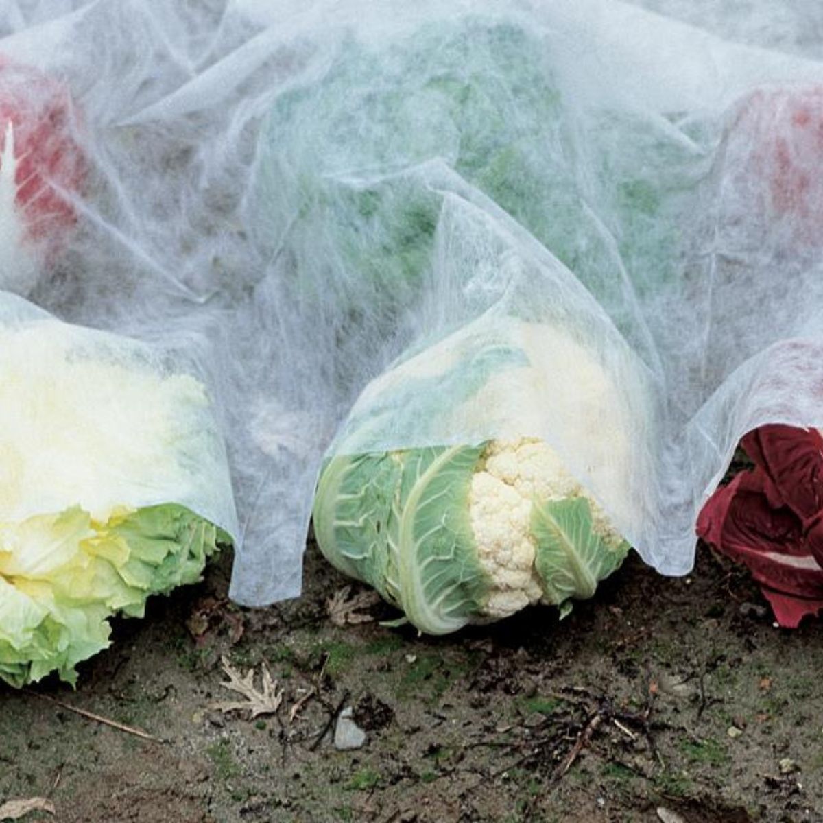 Tela protección de cultivos antiheladas Verdemax 4 x 5 m