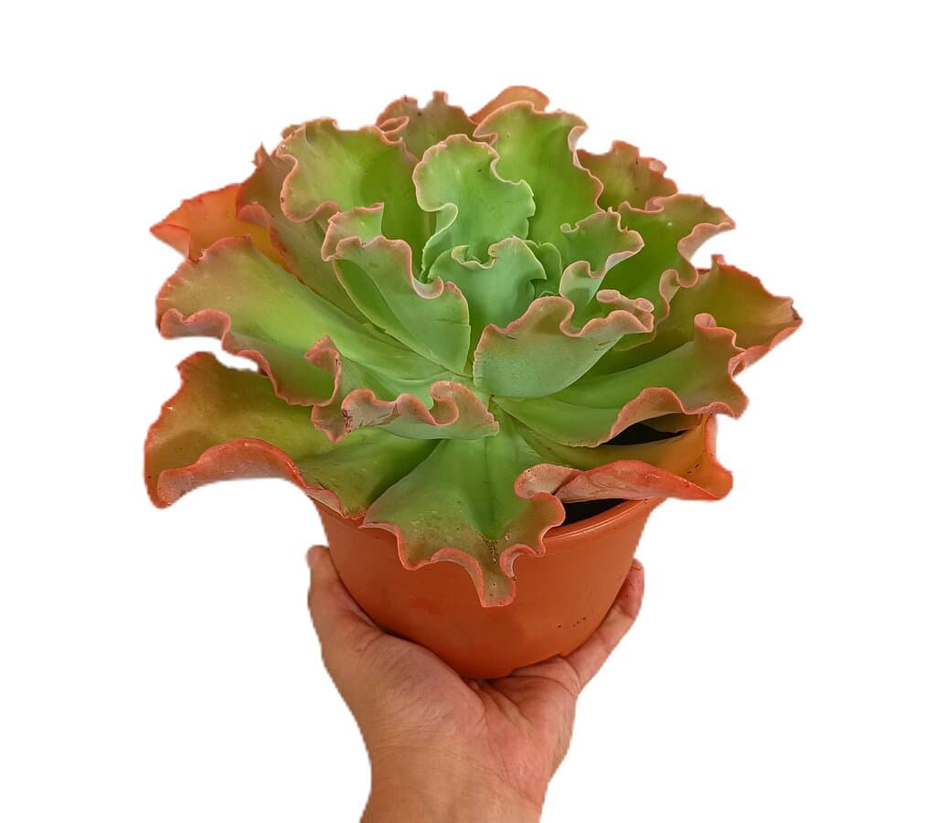 Echeveria Shaviana M17_0