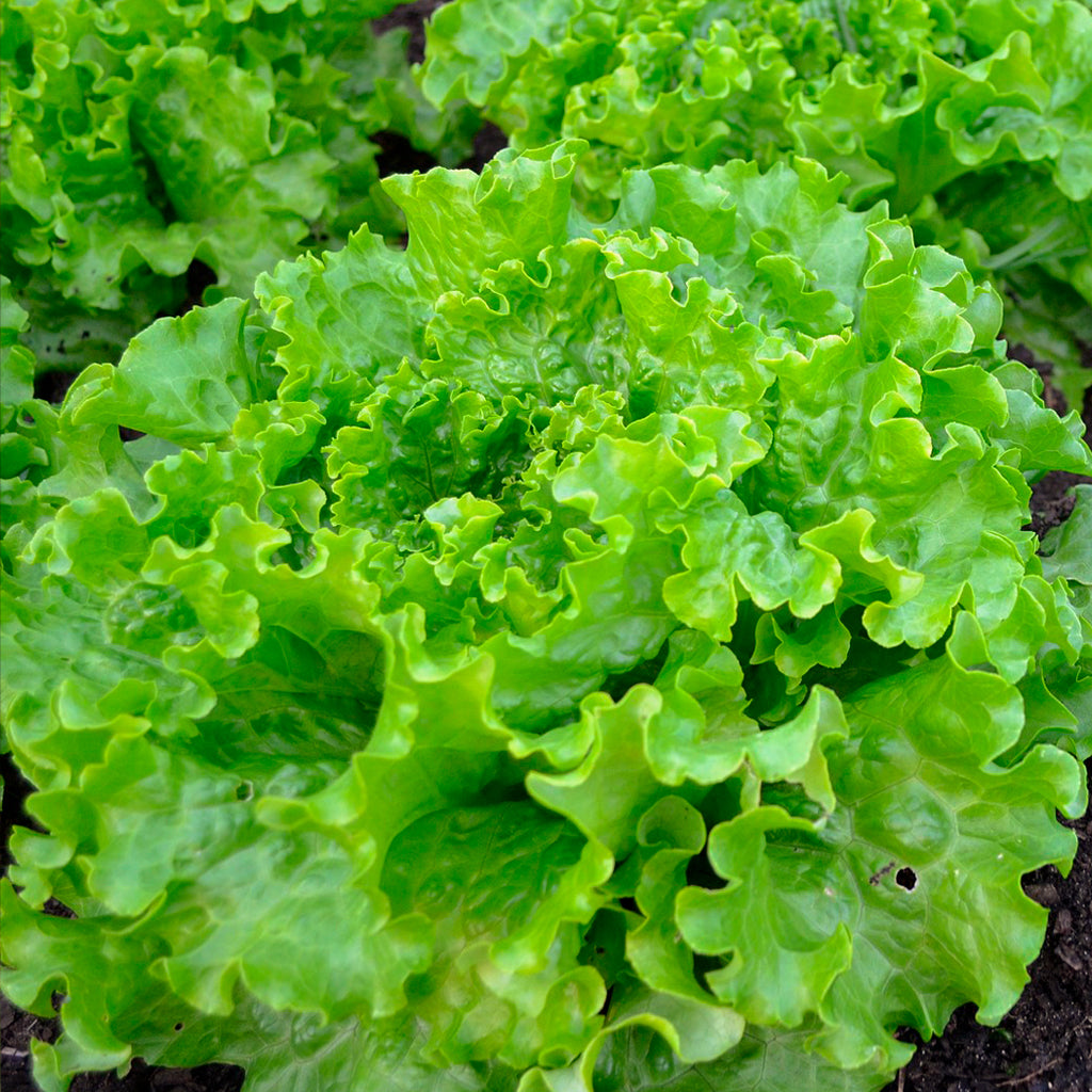 Plantón Lechuga Batavia - PlantaBo