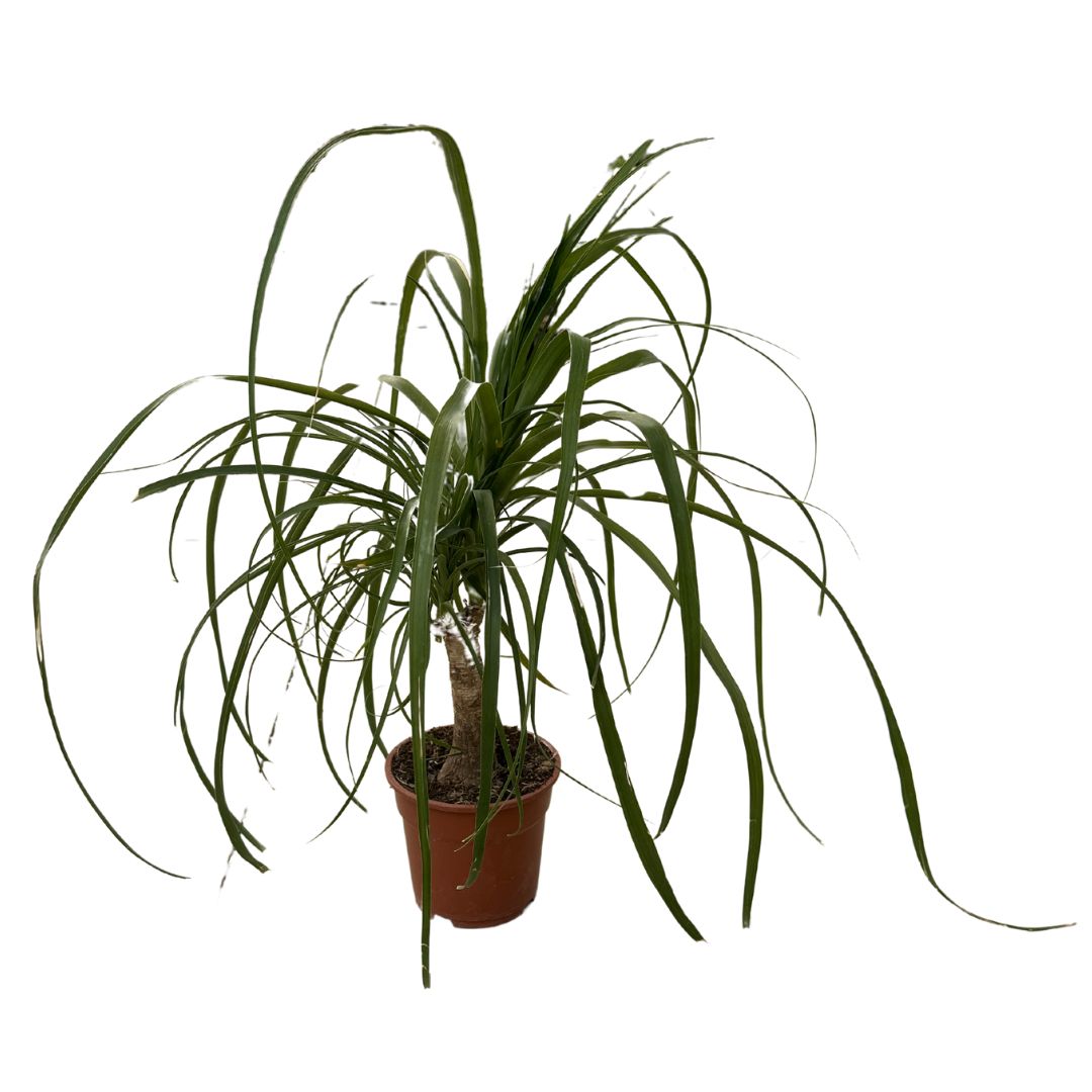 Pata De Elefante O Beaucarnea Recurvata Planta De Exterior O Interior M7 Altura 15cm Maceta Tarrina 17cm. Altura 15cm._0