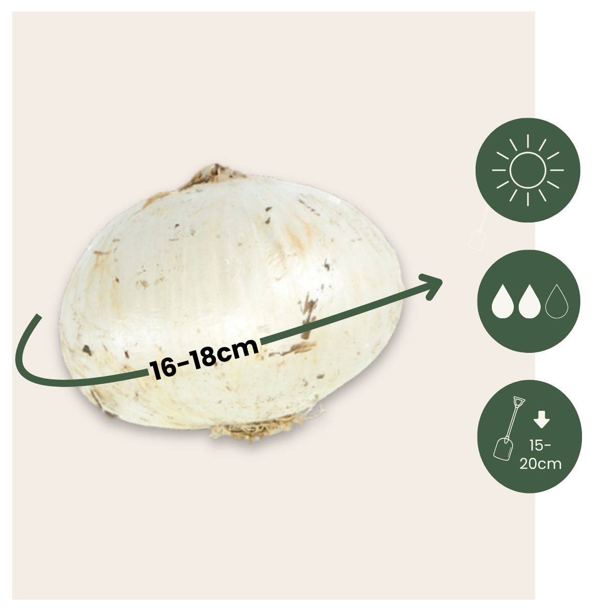 Bulbos De Allium - 16 Pzs - Allium 'gladiator' - Bulbos De Flores - Púrpura