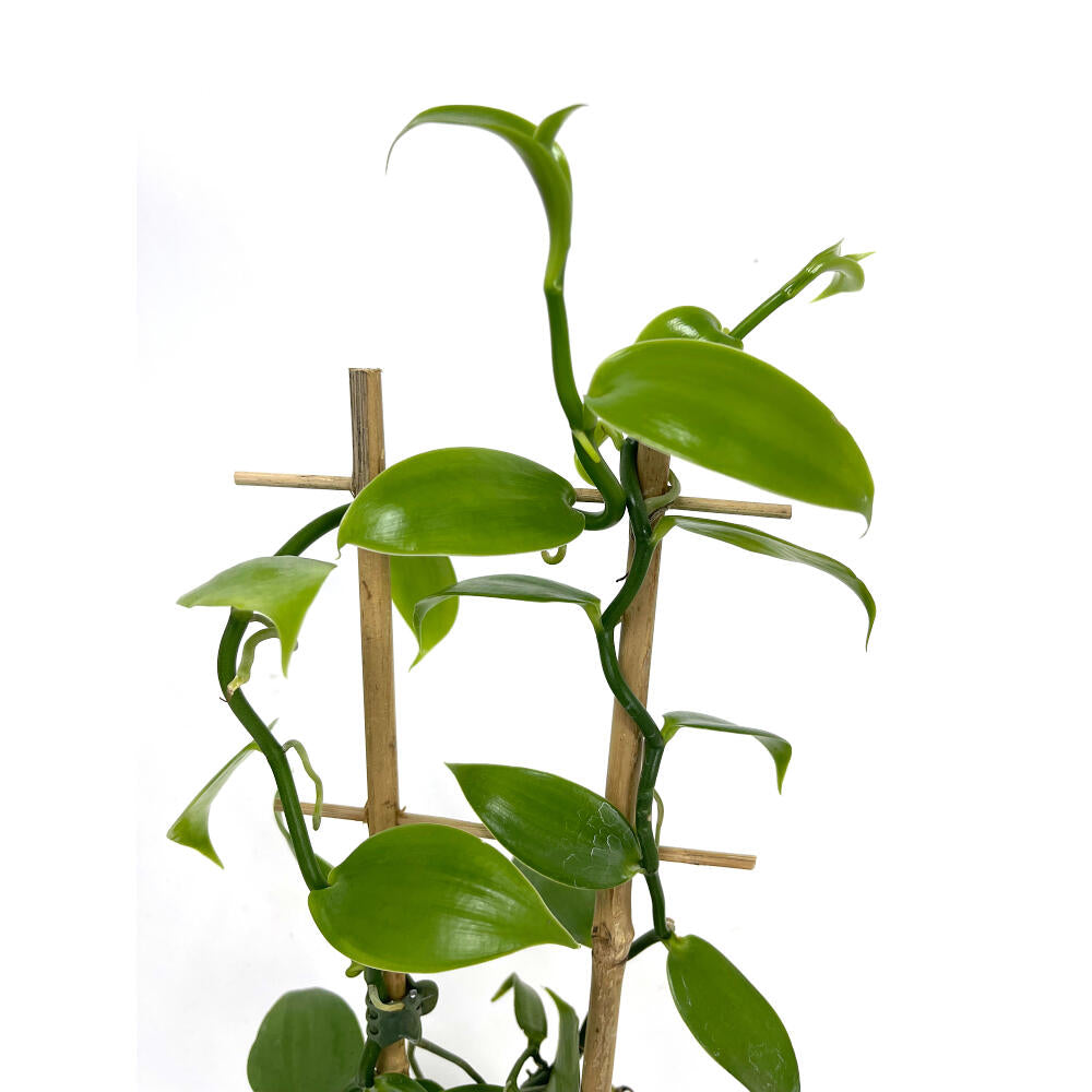 Vanilla Planifolia M12_1