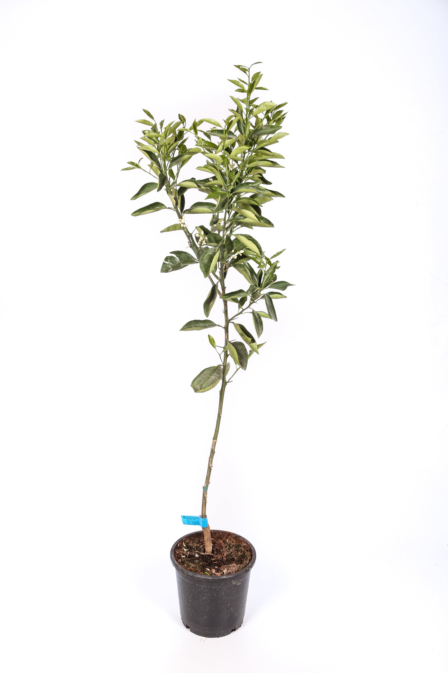 Naranjo - Maceta 22cm. - Altura Aprox. 100/120cm.