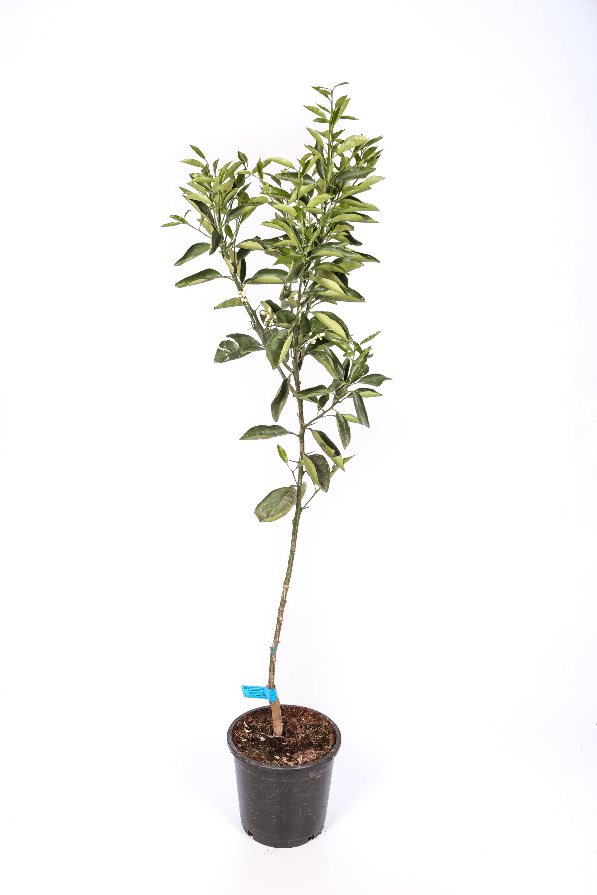 Naranjo - Maceta 22cm. - Altura Aprox. 100/120cm.