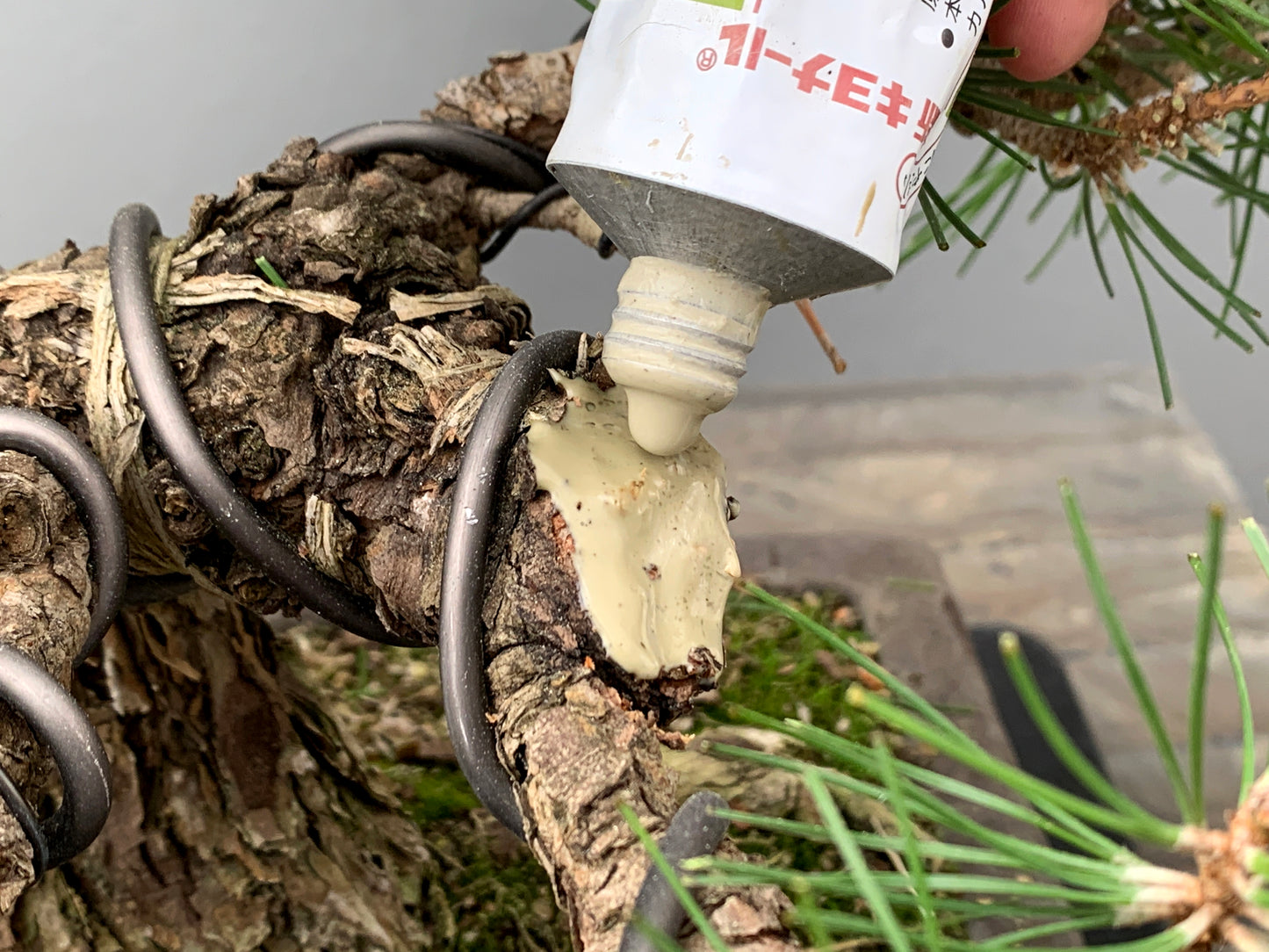 Bálsamo Cicatrizante Para Bonsái - 100g