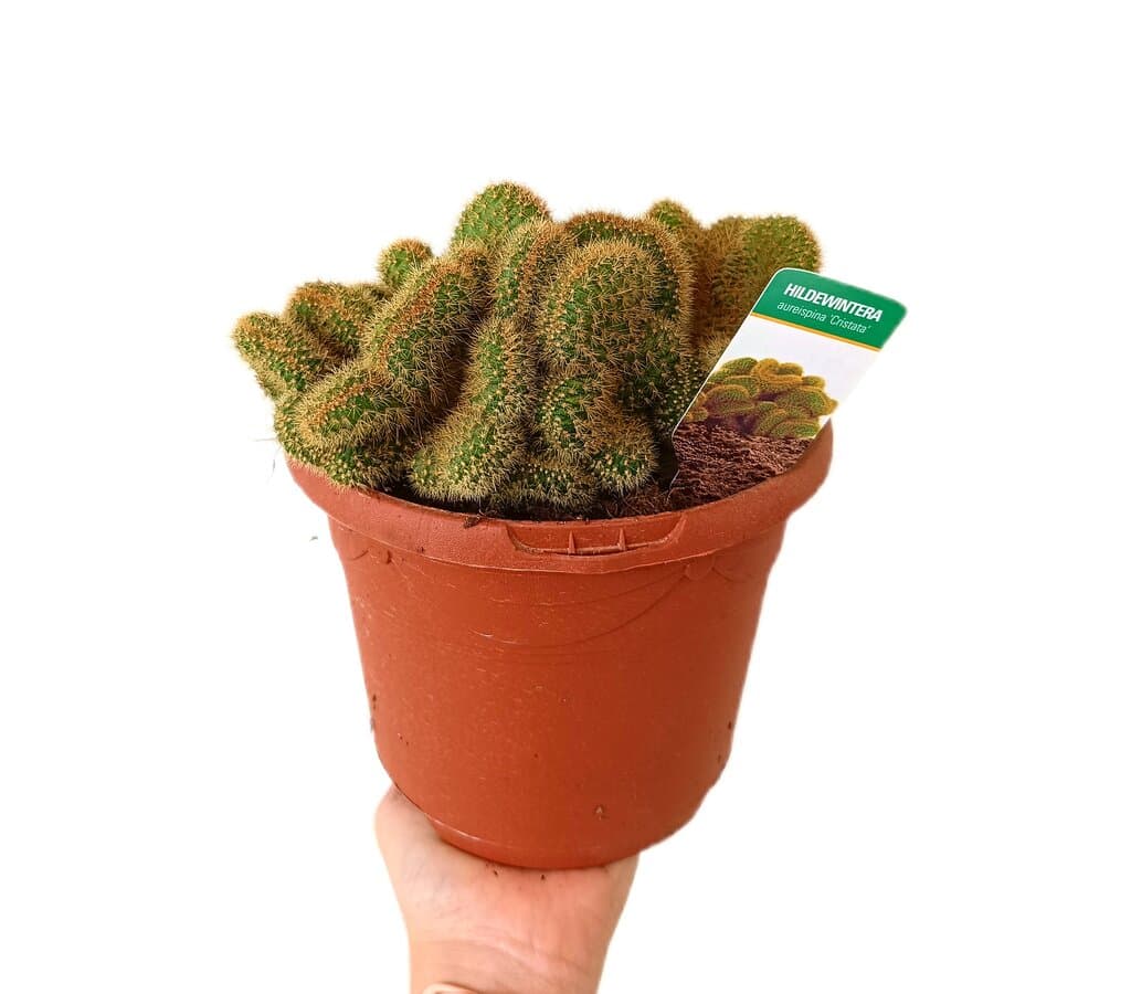 Hildewinteria Aureispina Cristata M17