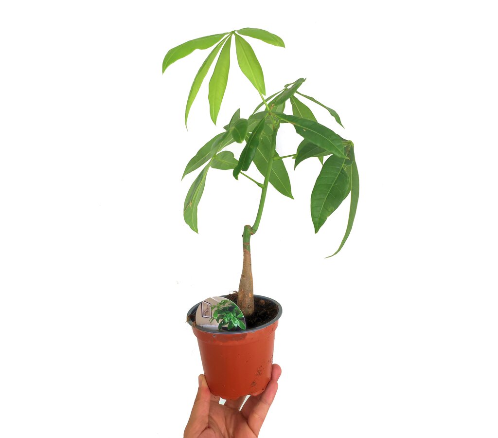 Pachira Acuática M12 40cm_0