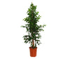 Ficus Daniel M30 180cm