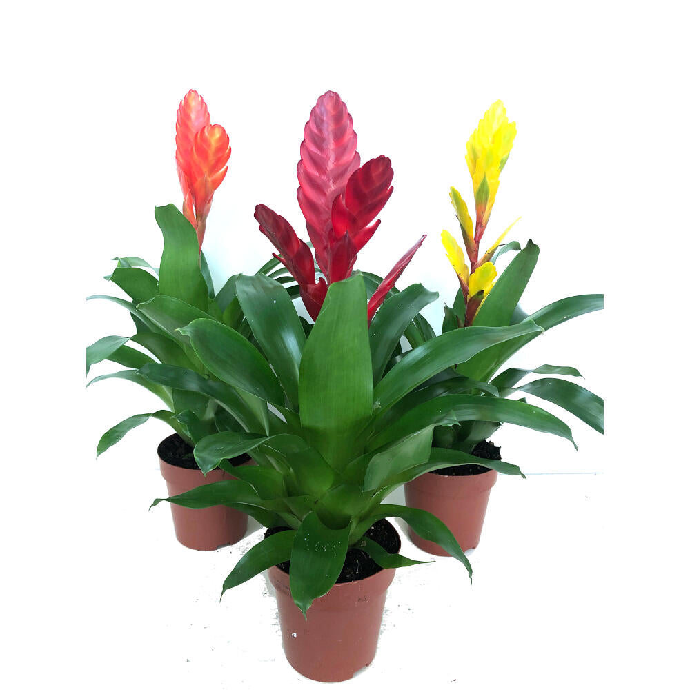 Vriesea Variada M12 45cm