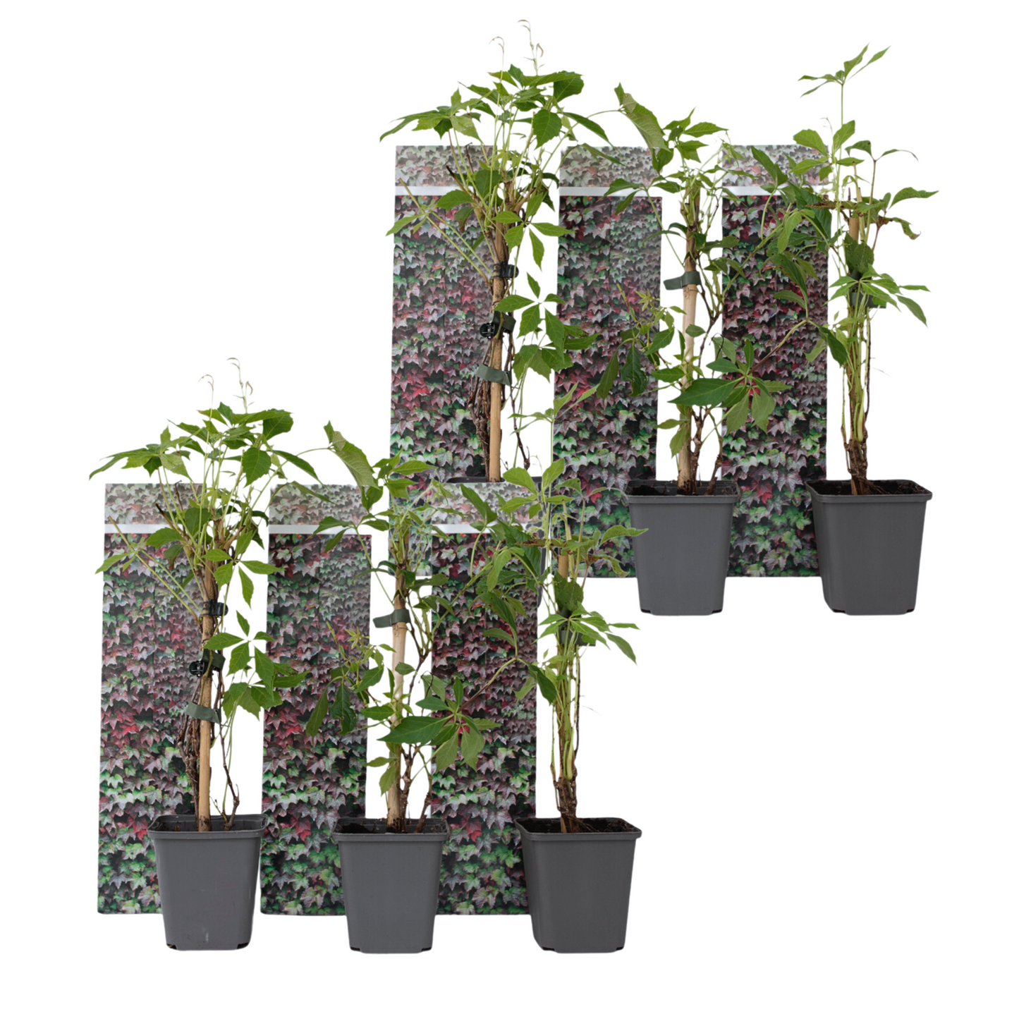 Parra Virgen - 6 Pzs - Parthenocissus Quinquefolia - Altura 25-40cm - ⌀9cm