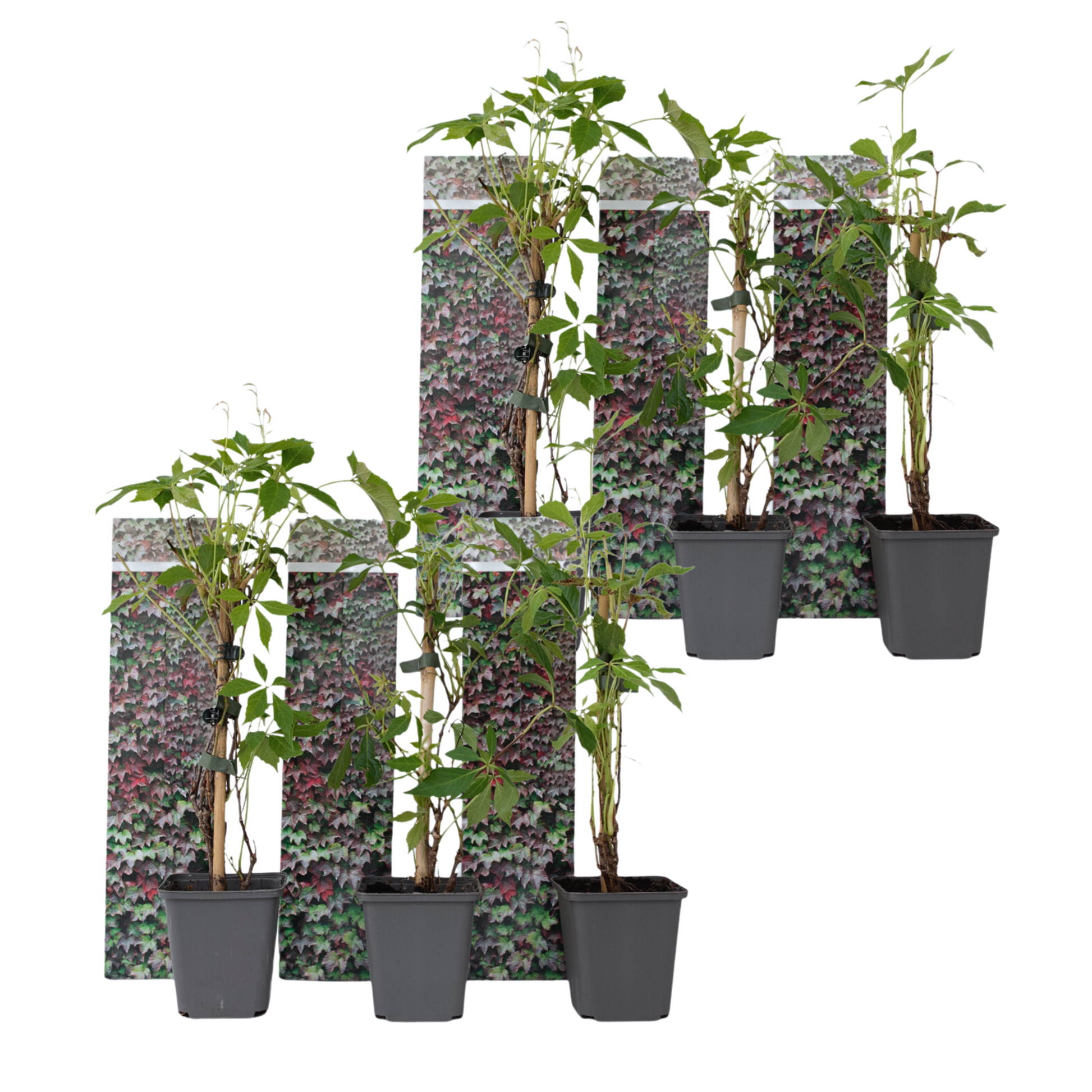 Parra Virgen - 6 Pzs - Parthenocissus Quinquefolia - Altura 25-40cm - ⌀9cm