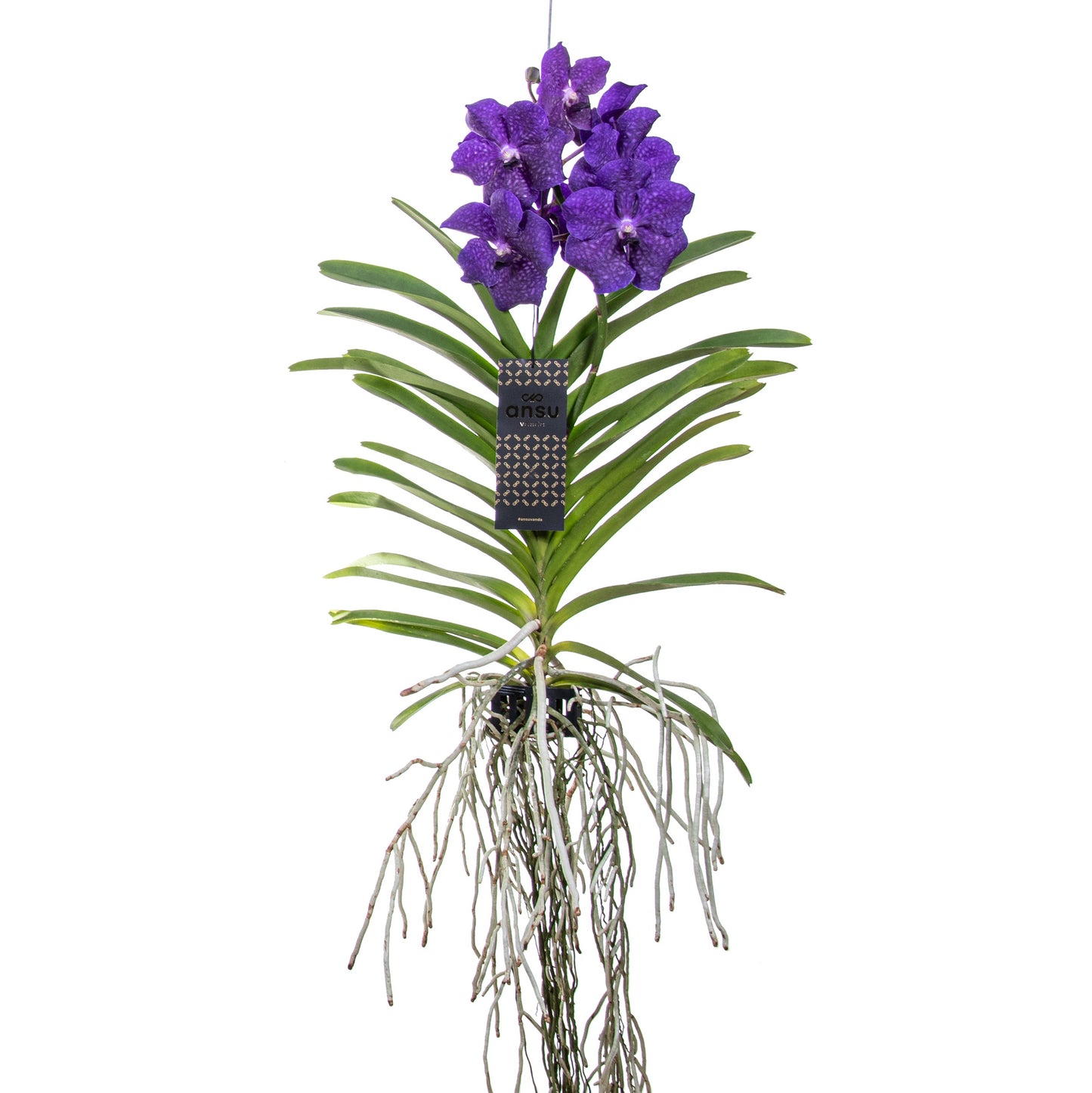 Orquídea Vanda - Vanda 'blue' - Altura 55-65cm