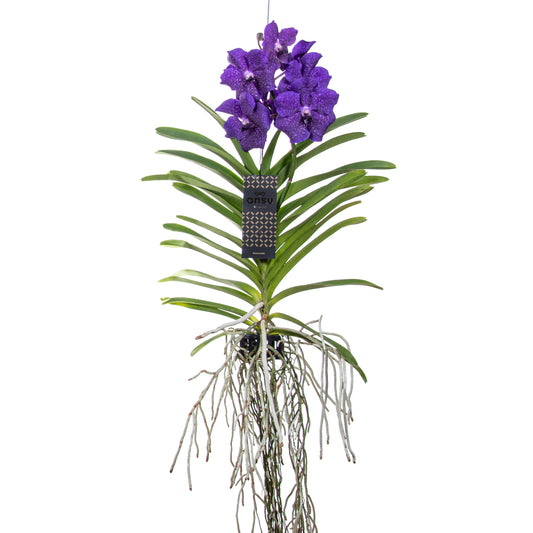 Orquídea Vanda - Vanda 'blue' - Altura 55-65cm