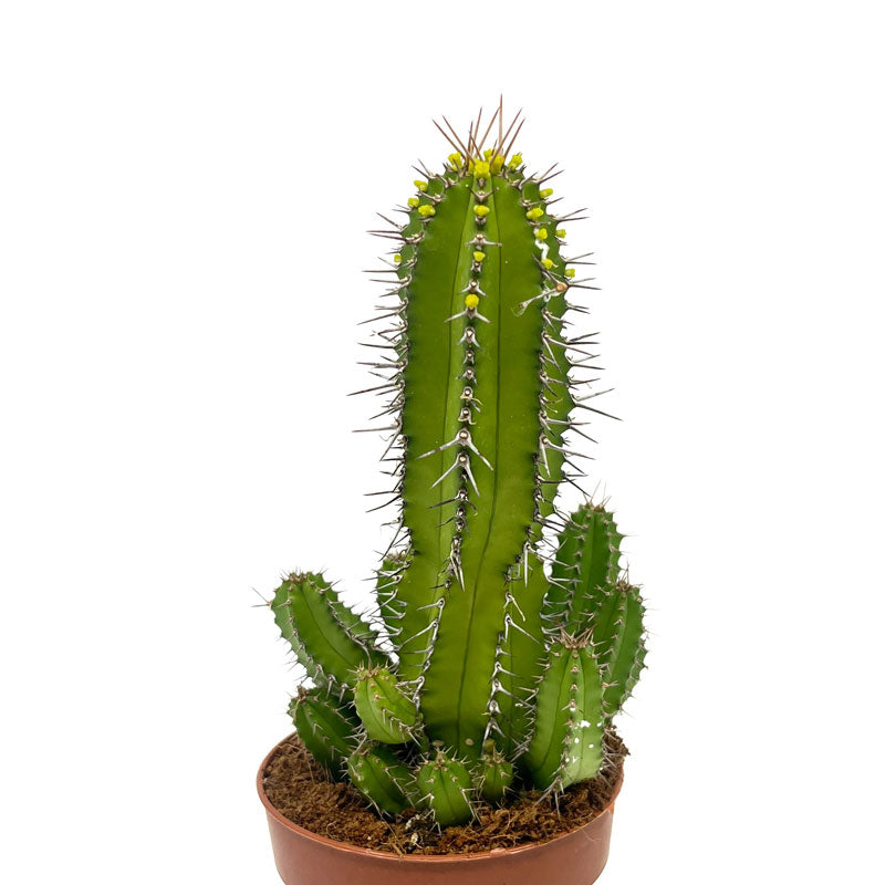 Euphorbia Fruticosa Cactus Y Suculentas
