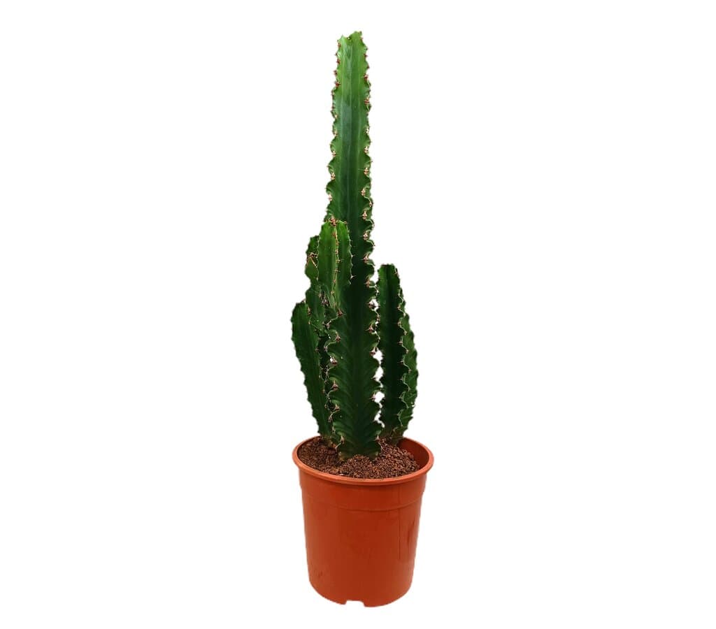 Euphorbia Eritrea M24 80-100cm_0