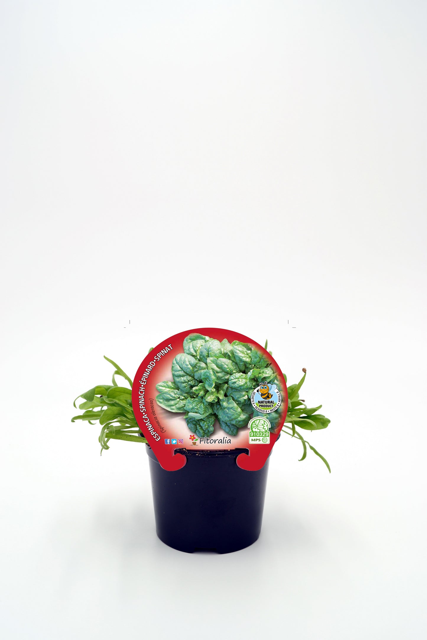 Plantón Espinaca En Maceta 10,5 Cm. Natural - Fitoralia