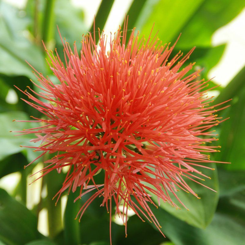 1 Bulbo Scadoxus Multiflorus Brocha De Pintor