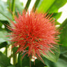1 Bulbo Scadoxus Multiflorus Brocha De Pintor