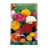 Bulbos Ranúnculo mezcla 10 uds