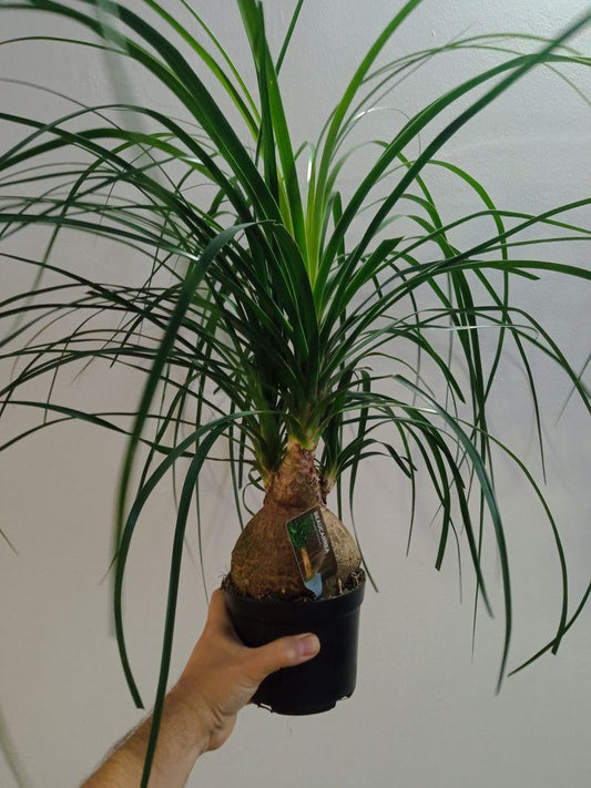 Nolina Sp Planta Pata De Elefante 45- Cm Interior