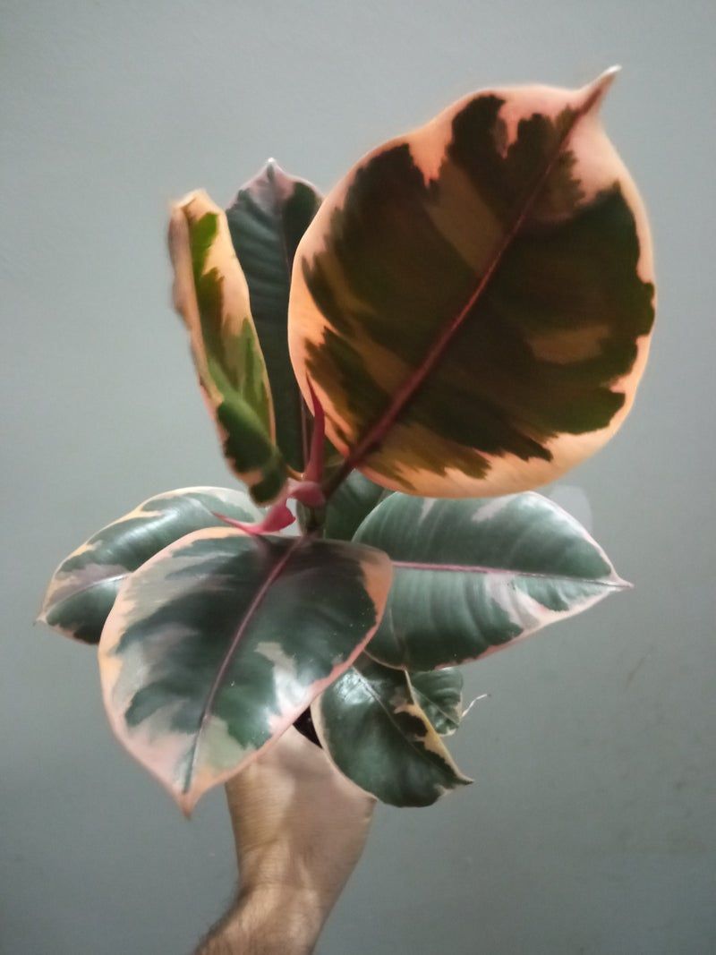 Ficus De Interior Belize Rojo Planta Muy Dura