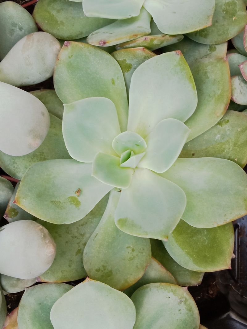 Suculentas Y Cactus Variedad #59 Planta Sin Id