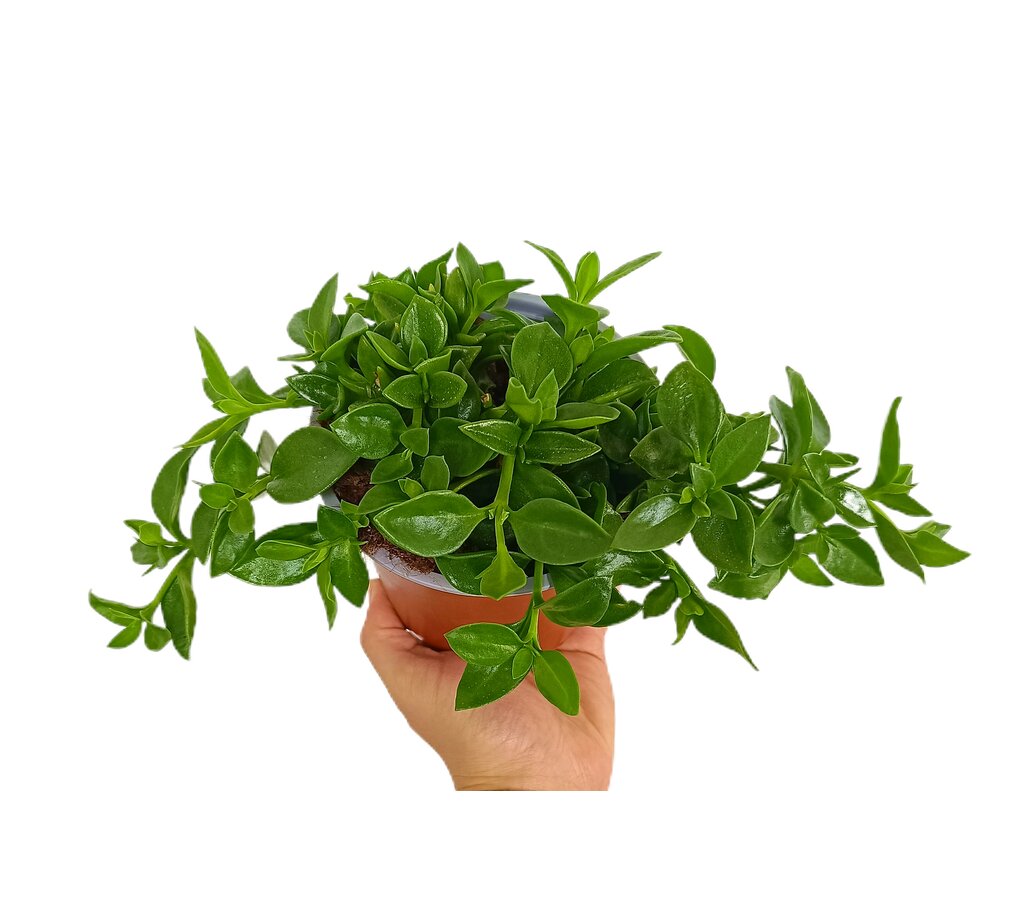 Aptenia Cordifolia M13