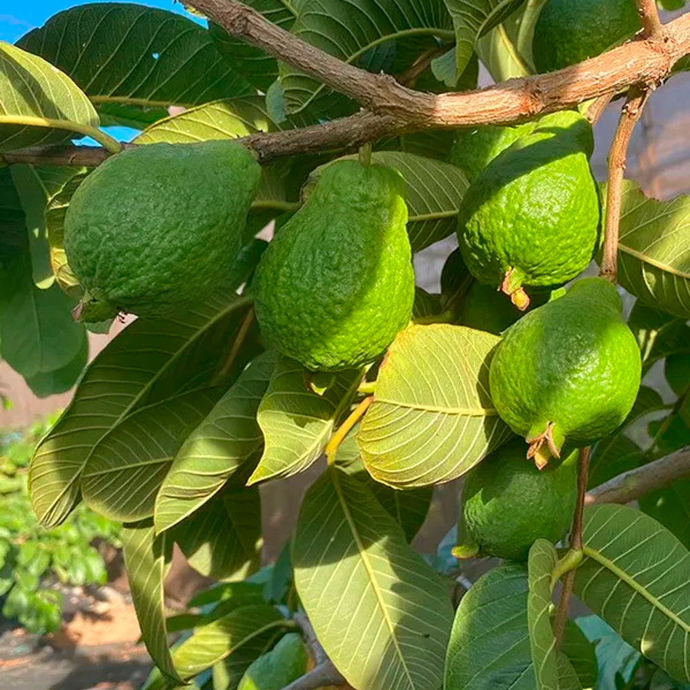 Caja De Guayabas Directas Del Agricultor | Tropitop Caja de 4kg_5