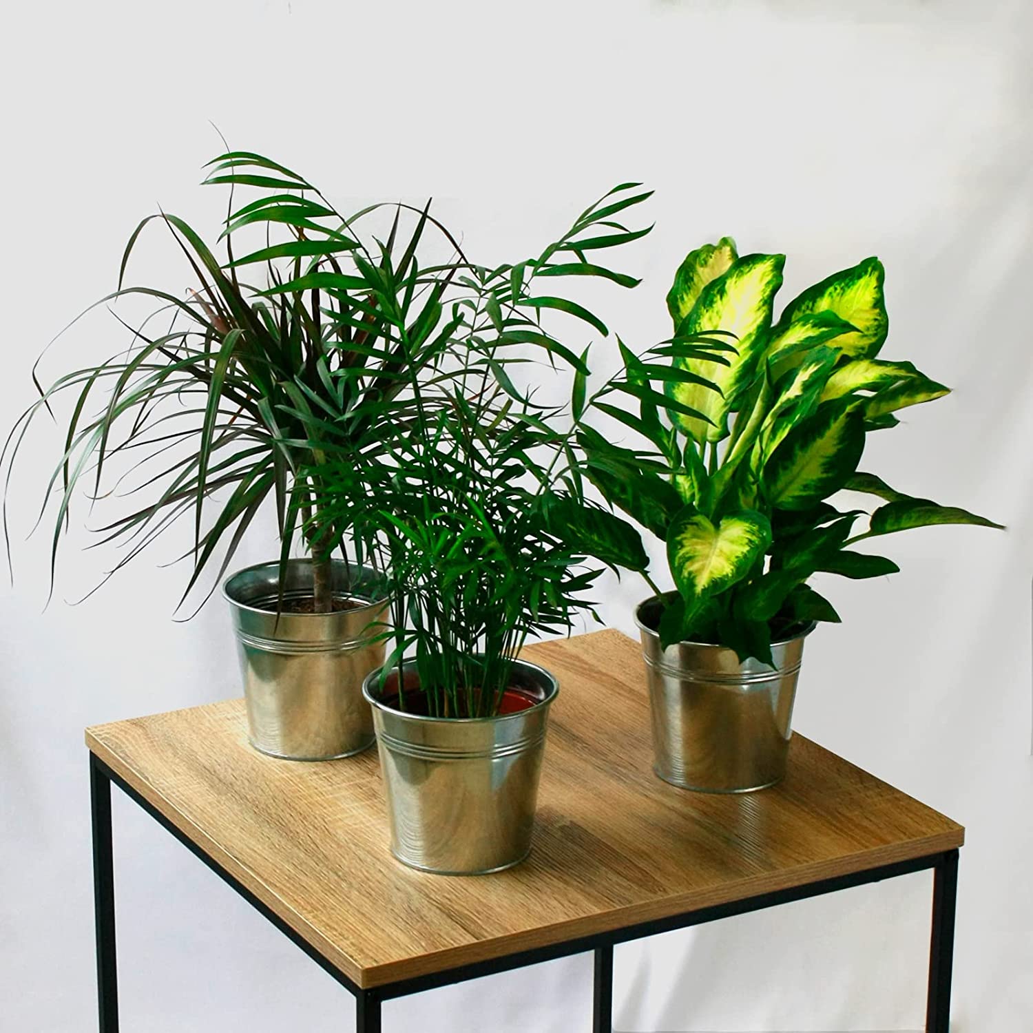 Pack 3 Plantas Naturales De Interior Chamaedorea + Dieffenbachia + Dracaena Marginata En Macetas Ø 1213 Cm Decoración Del Hogar