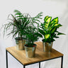 Pack 3 Plantas Naturales De Interior Chamaedorea + Dieffenbachia + Dracaena Marginata En Macetas Ø 1213 Cm Decoración Del Hogar