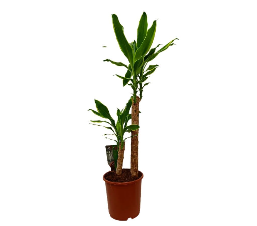 Dracena Fragans Golden Coast M17