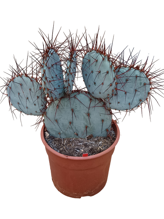 Opuntia Violacea Espinas Rojas Cactus Ø20 De Sol Unico