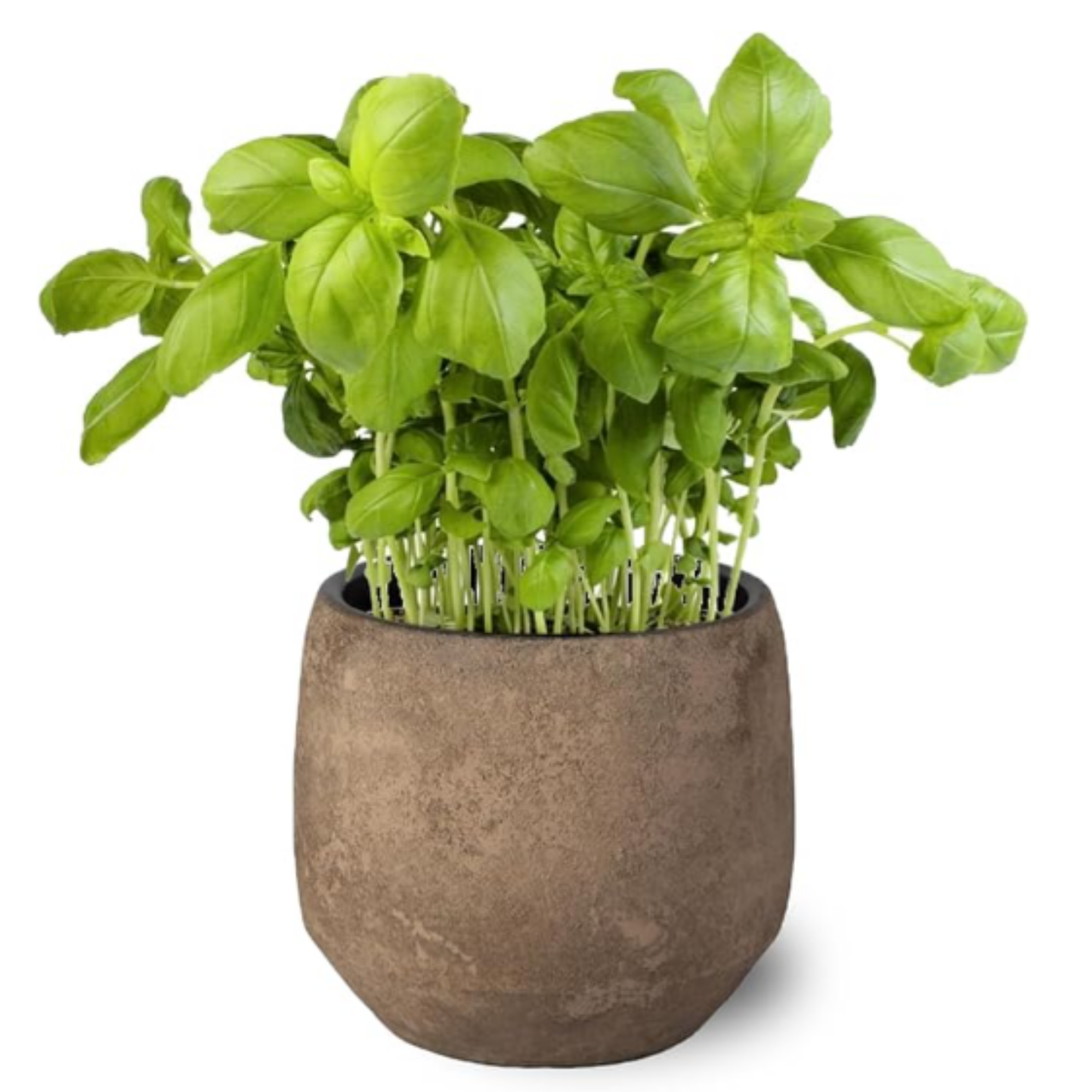 Planta Albahaca  - Maceta 10 Cm  -hierba Aromática