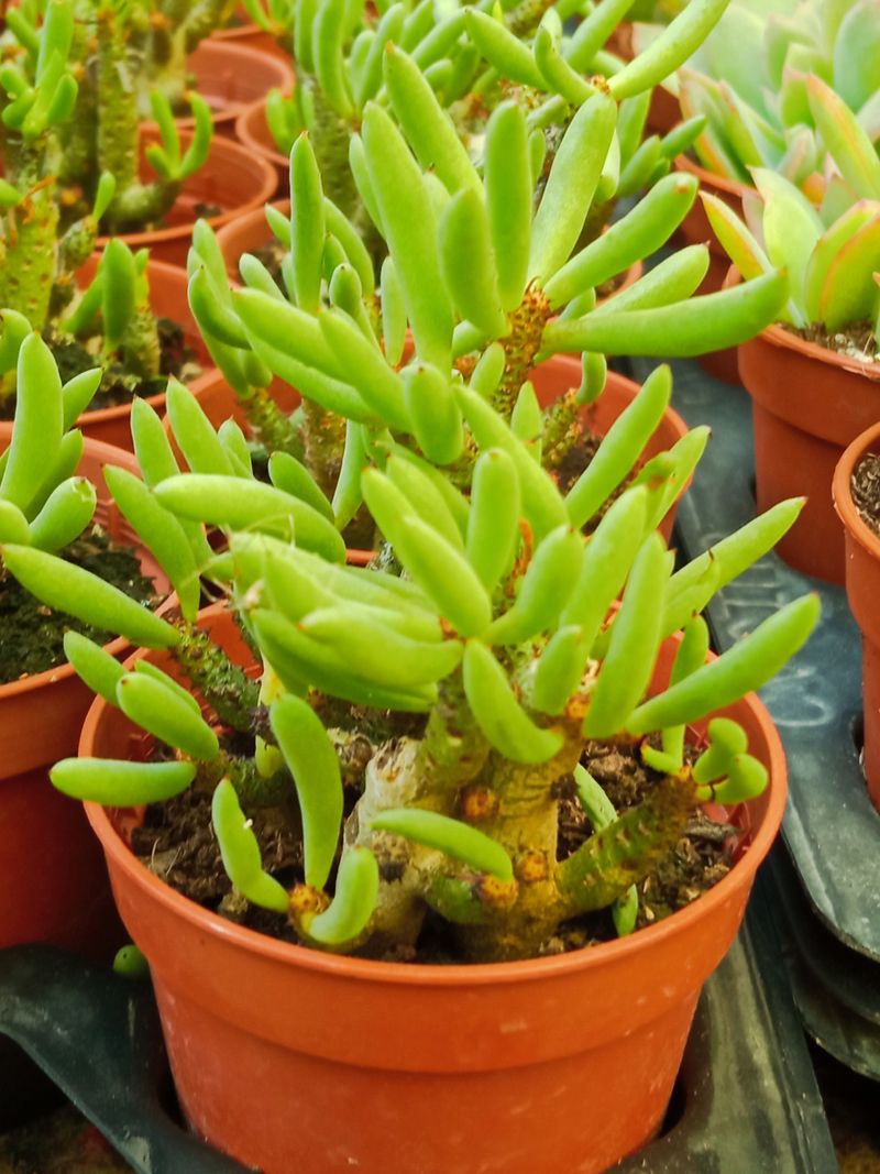 Tylecodon Buchholzianus Planta Suculenta Solo Una