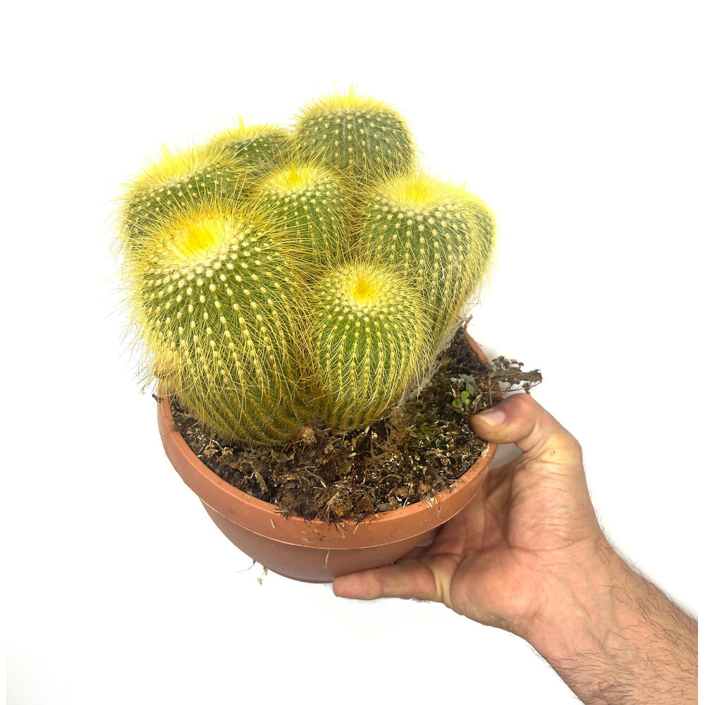 Eriocactus Leninghausii M11_0