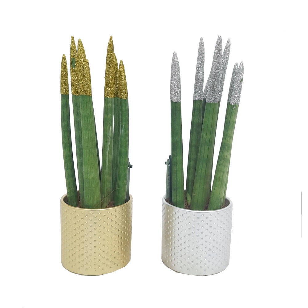 Sansevieria Cilindrica Oro Y Plata M8_0