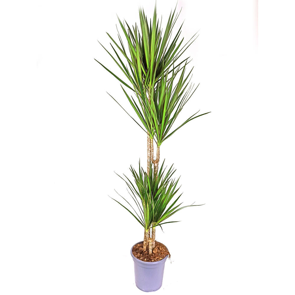 Dracena Marginata 4 Troncos 90-60-30-15 M22 120cm