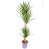 Dracena Marginata 4 Troncos 90-60-30-15 M22 120cm