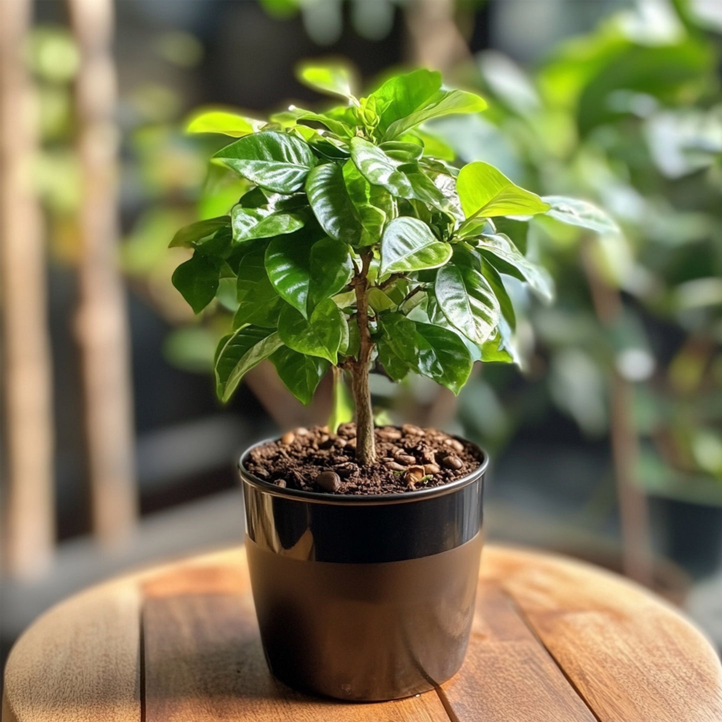 Cafeto Arábico - Coffea Arabica - Altura 25-40cm - ⌀12cm