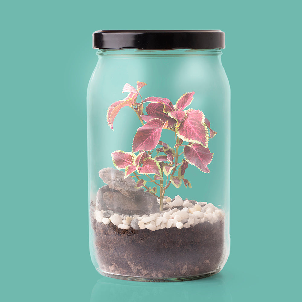 Kit Terrarium – Crea Tu Mini Jardín En Casa Con Plantas Y Ecosistema Natural | Regalo Decorativo Original_2