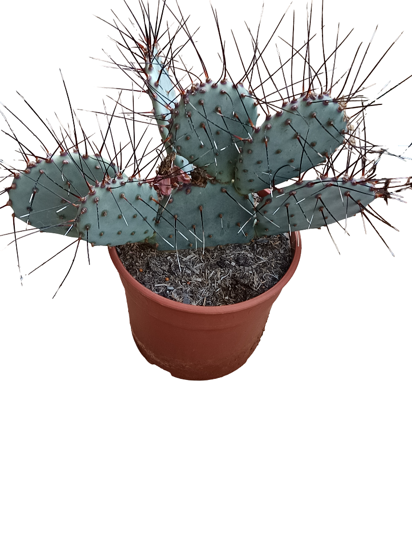 Opuntia Macrocentra Espinas Negras Planta De Sol Ø20 Cactus Unico