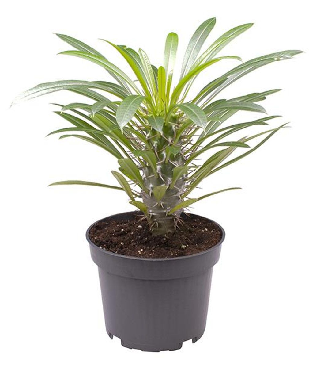 Pachypodium Lamerei Planta Palmera De Madagascar Ø8_0