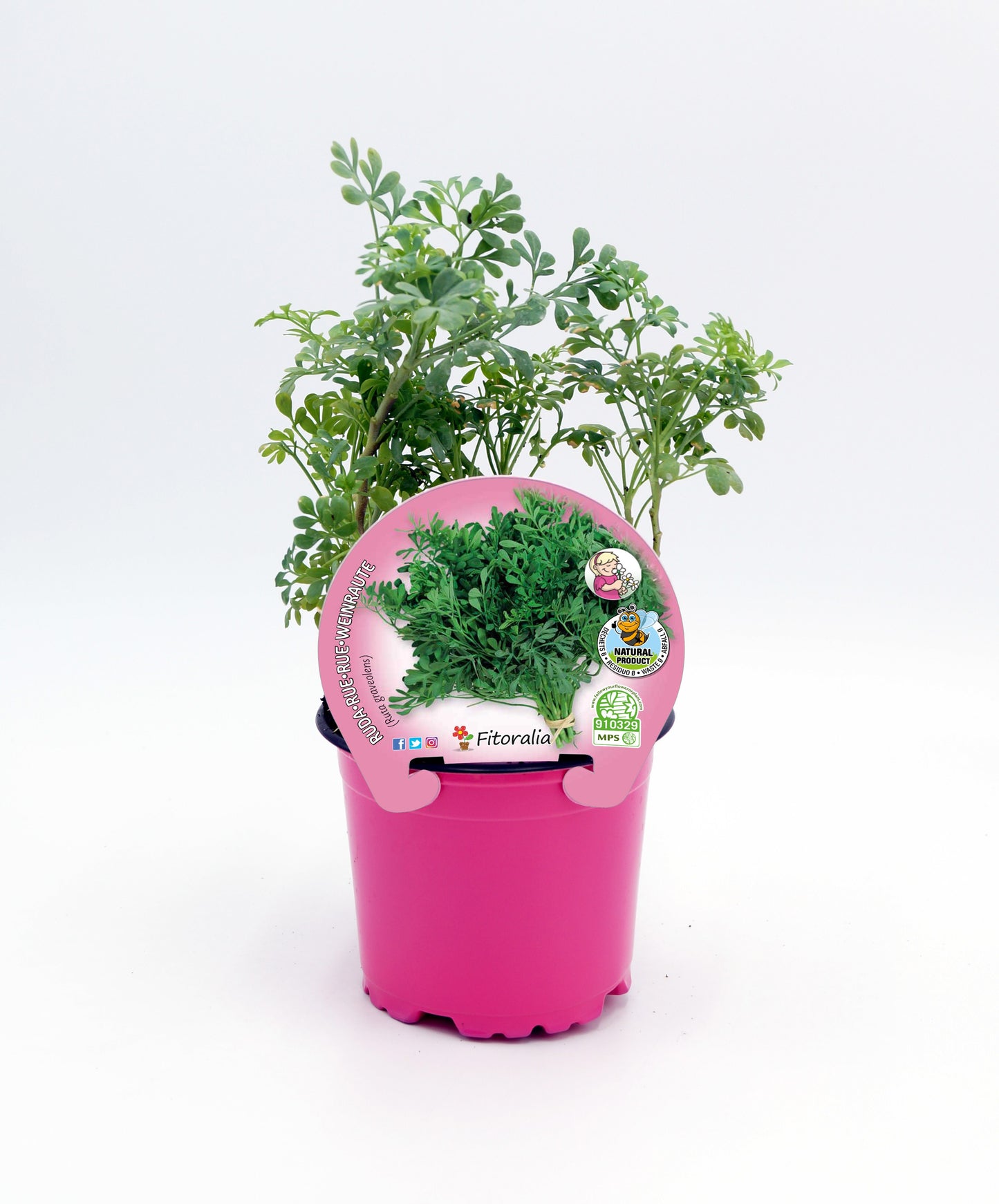 Ruda En Maceta 10,5 Cm. Natural - Fitoralia