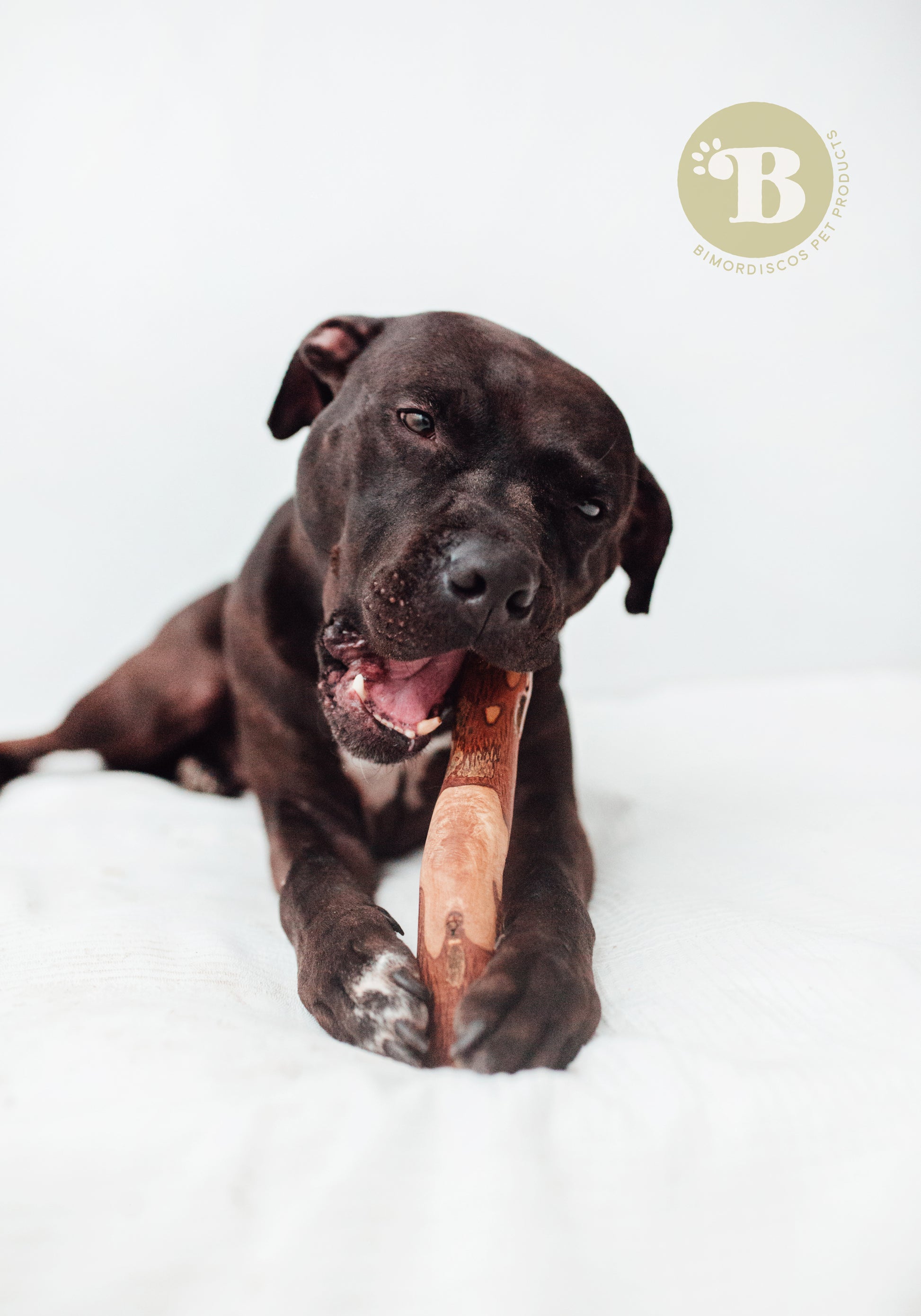 Bimordiscos Palo De Olivo Para Perros.