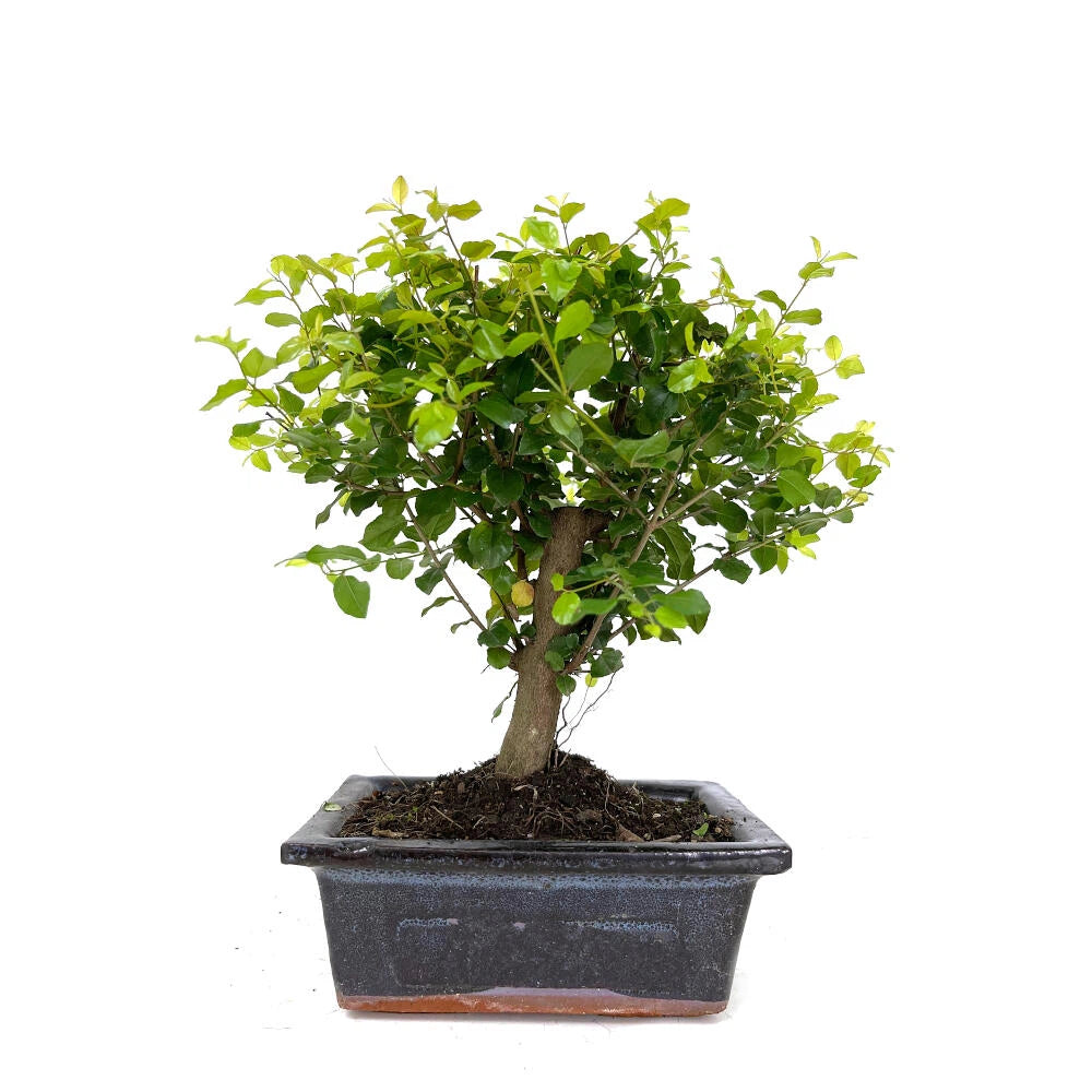 Bonsái Sageretia - Ciruelo Chino - 5 Años