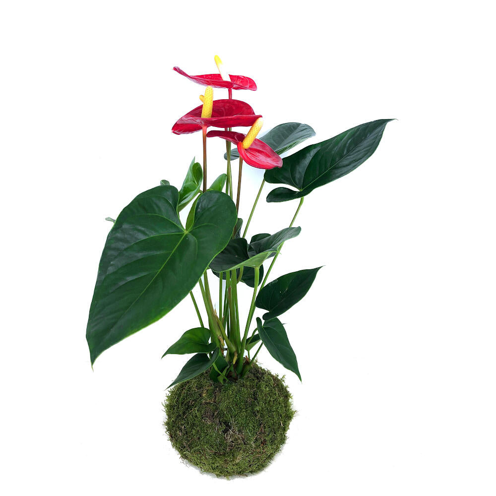 Kokedama Anthurium M14 65cm_0