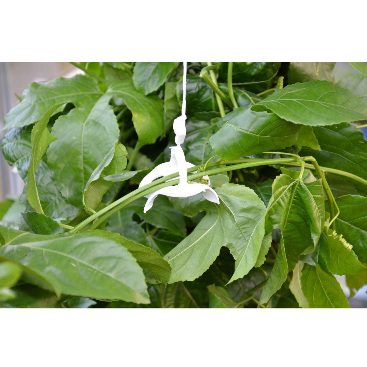 Kit de entutorado espaldera para invernadero