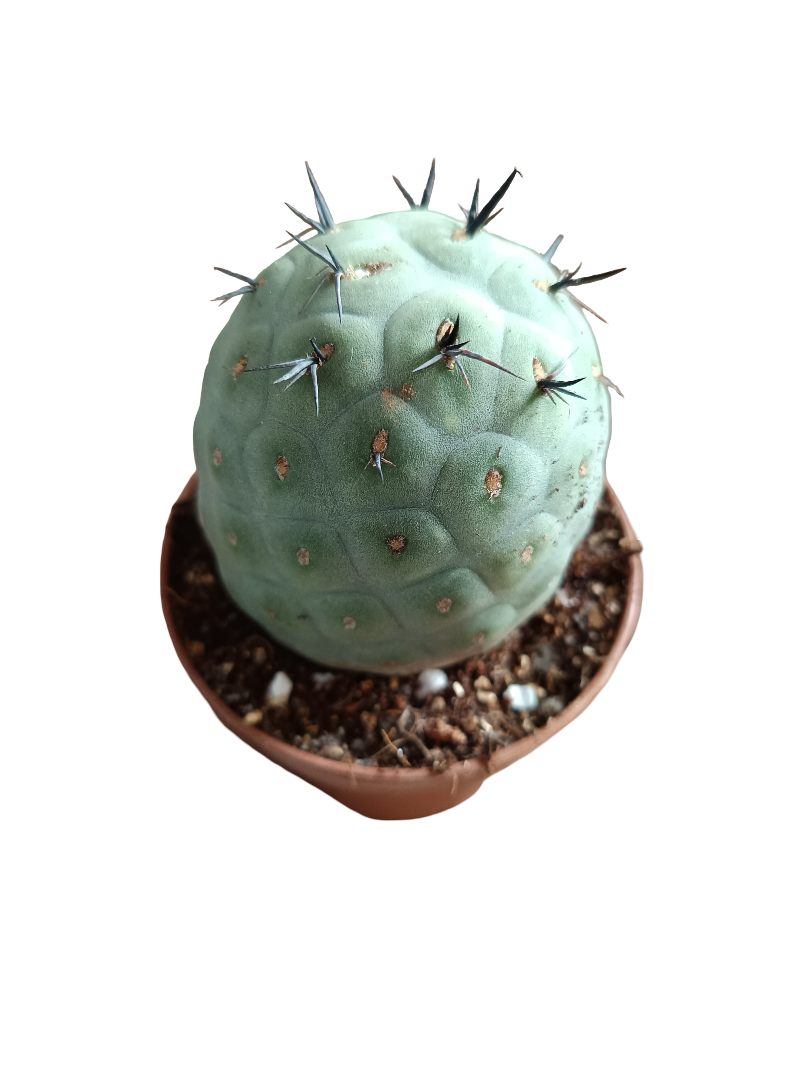 Tephrocactus geometricus cactus redondo Ø8 huevos de dragón en Planeta  Huerto